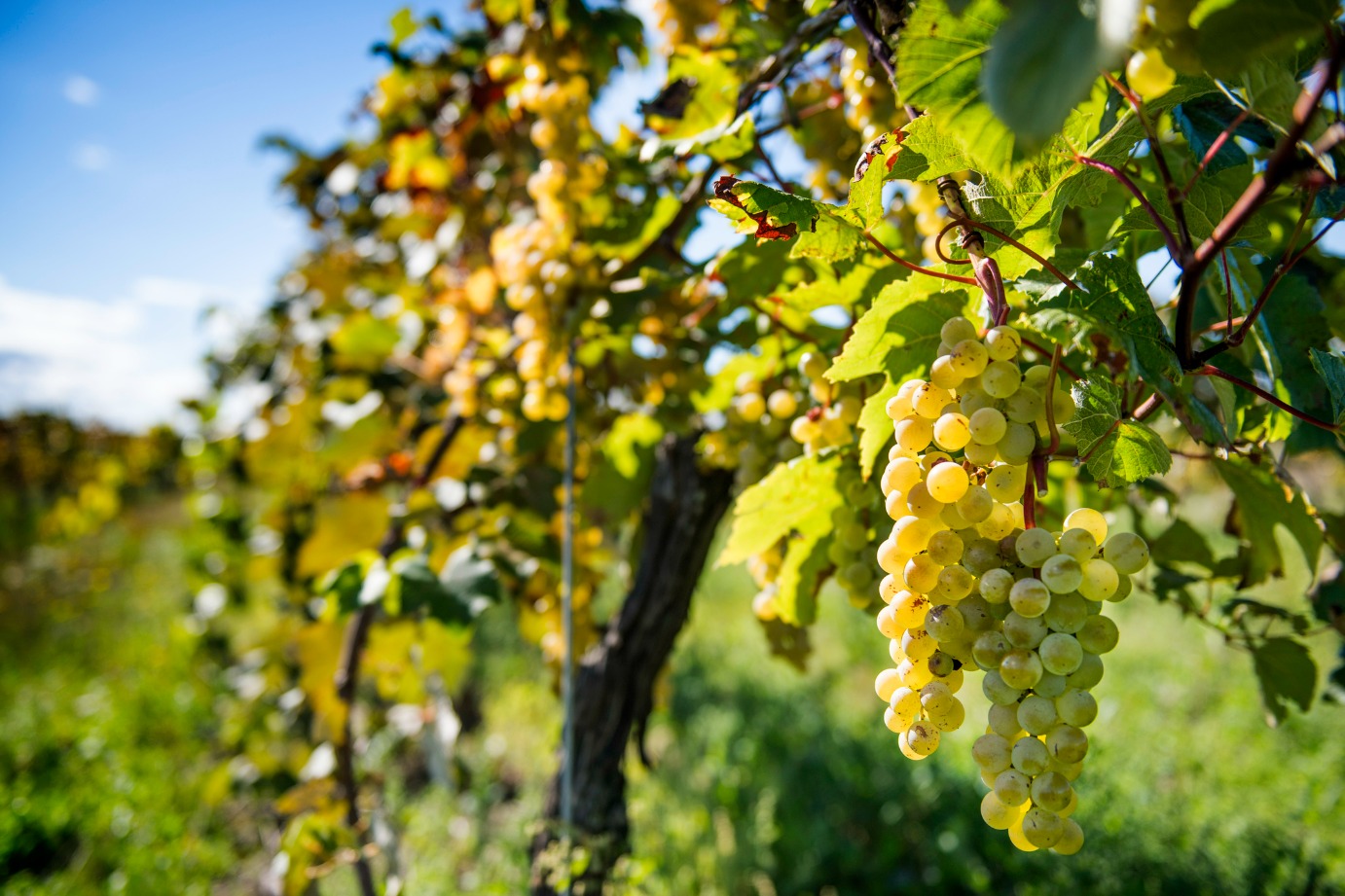 Spirit Hill Winery Calgary Coop Wine Spirits Beer